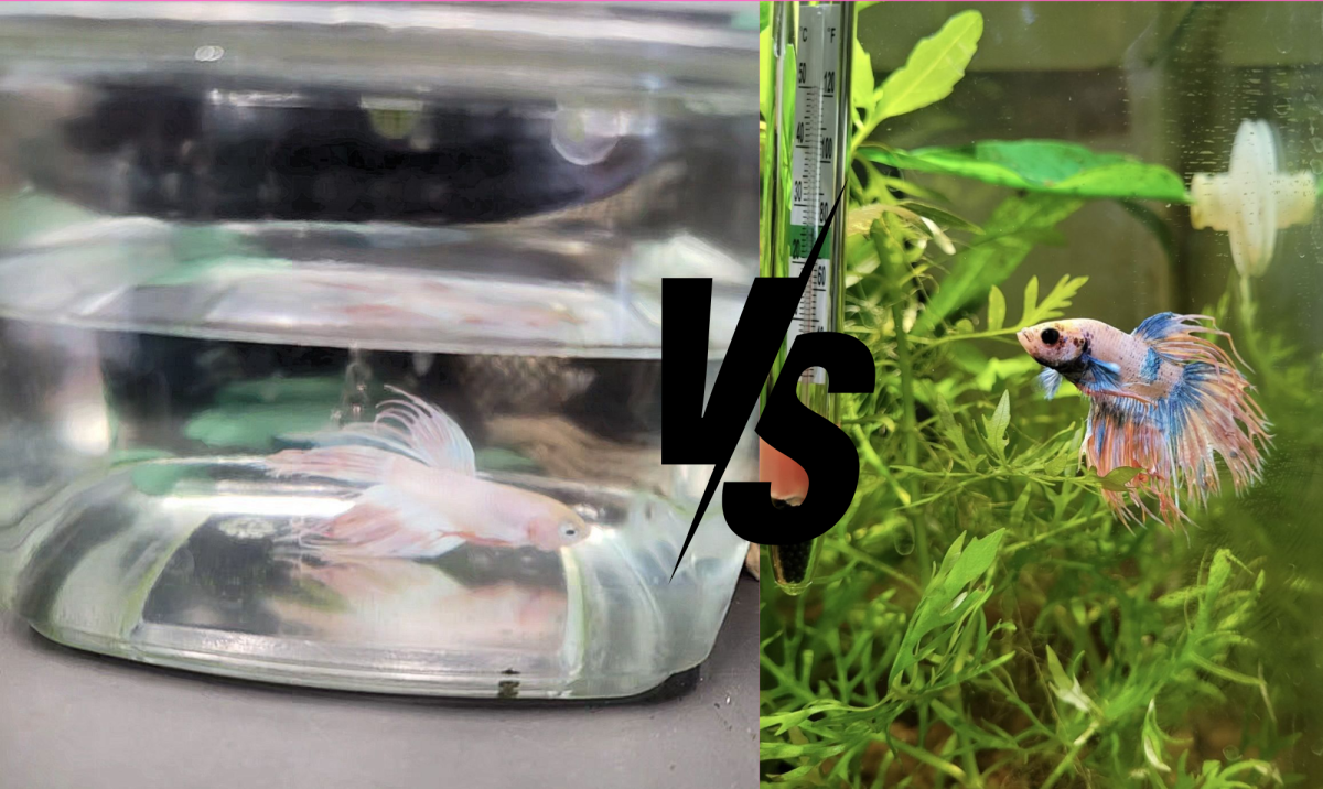 Topaz is a betta fish. On the left is him when he lived in a bowl at the pet store, on the right he has been moved into a ten gallon planted tank, he has developed lots of beautiful colors and is thrivng in his environment.