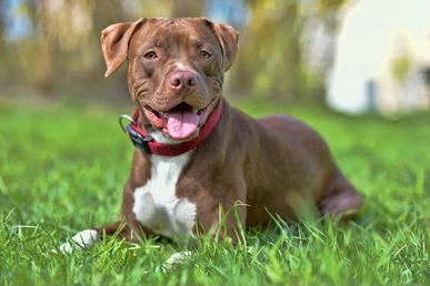 Pitbulls are one of the most common breeds of dog subjected to ear cropping because their breeders and/or owners want them to look intimidating or scary. This is a very happy pitbull with full ears. Our pets need to be happy, not cosmetically appealing.