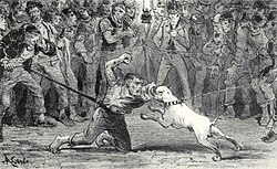 The vicious fight between Man and dog